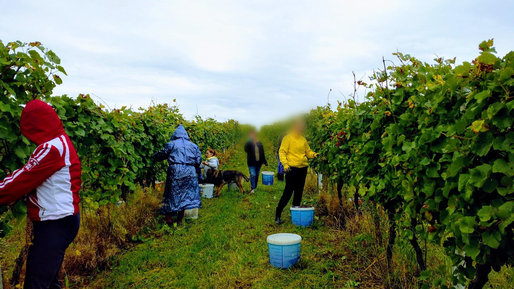 Vinařství Uřičář foto 2