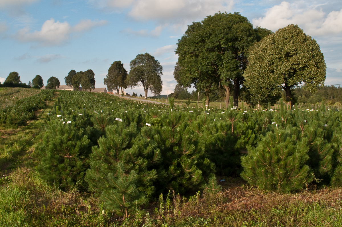 BAOBAB - vánoční stromky s.r.o. foto 2