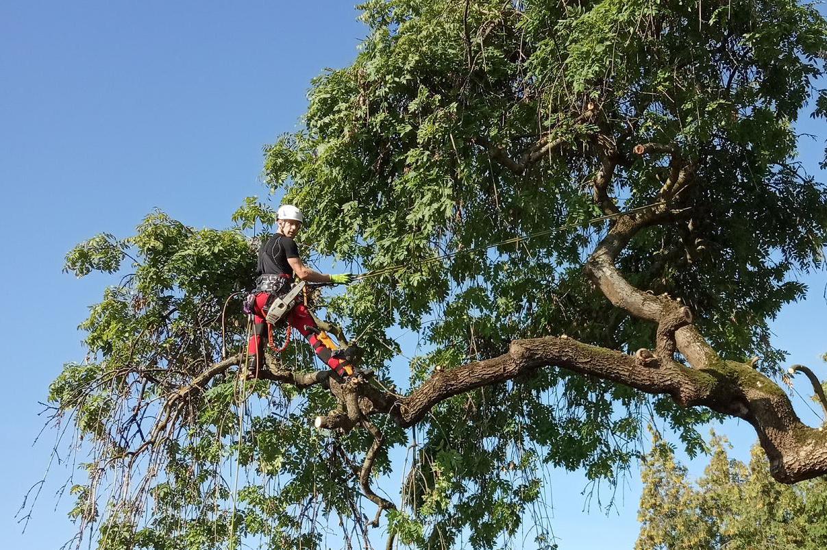 Arbo Plzeň - Pavel Krejčí