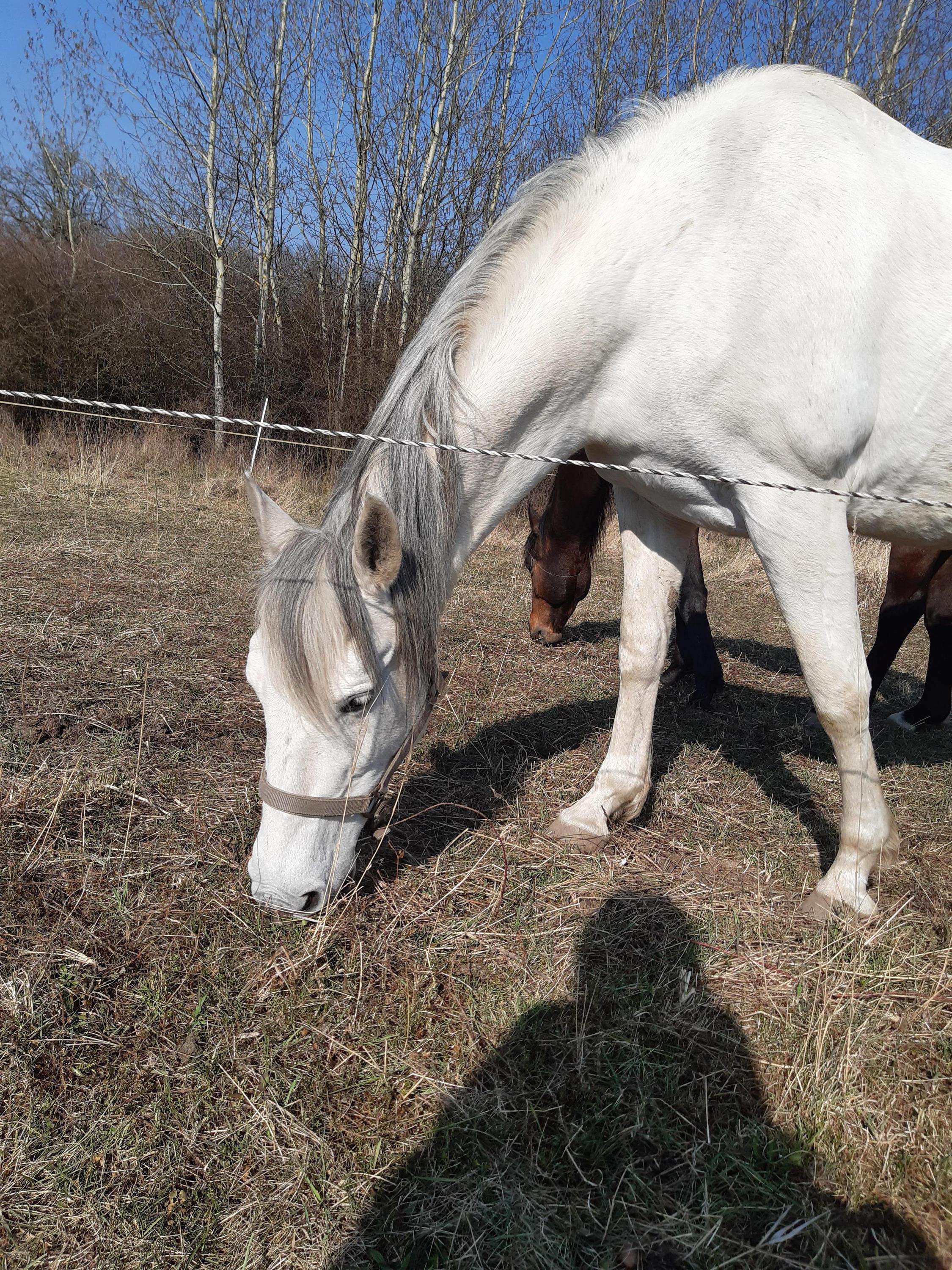 Statek EL Šejn foto 1