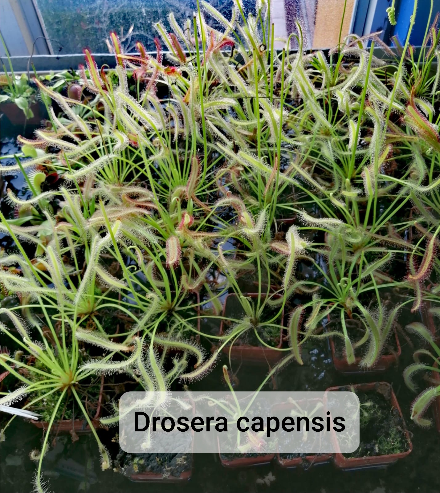 FYTO REIDL - Masožravé rostliny foto 4