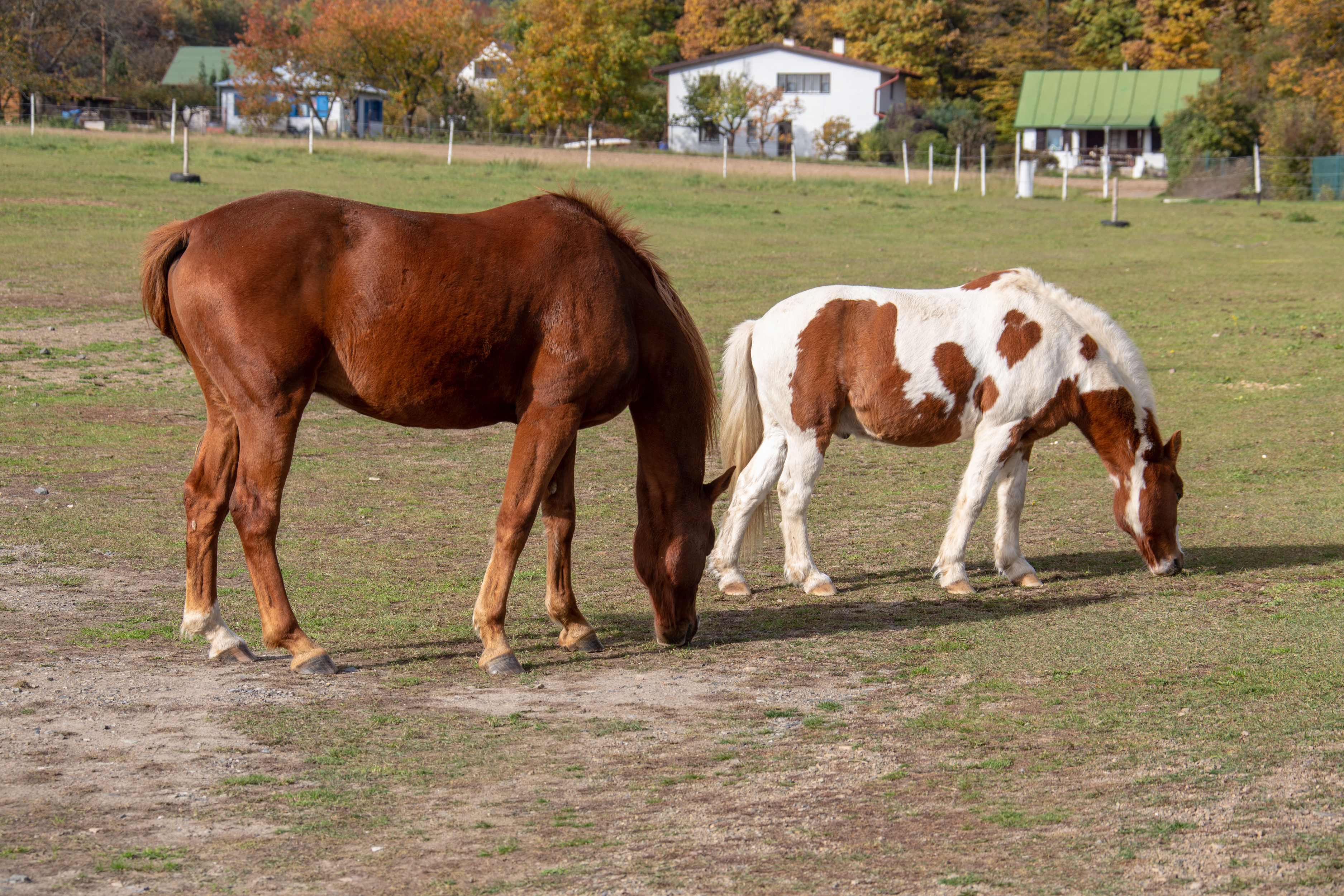 Jezdecký areál Míšánek z.s. foto 3