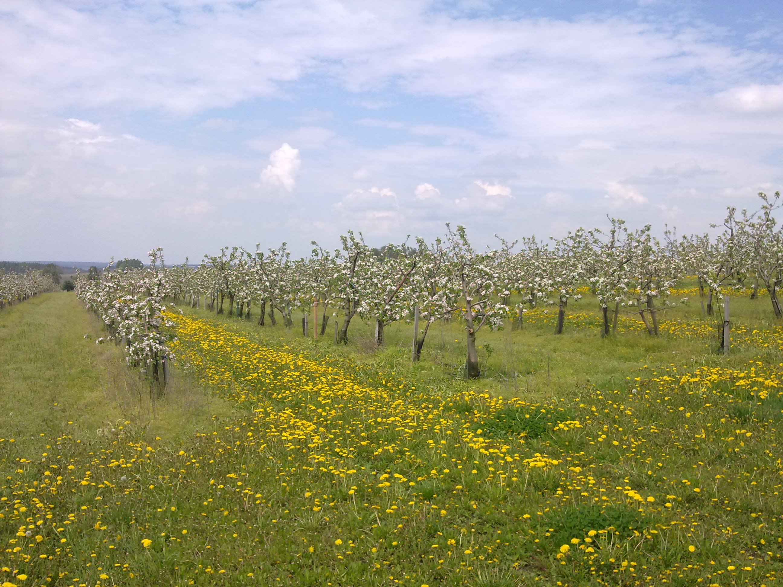 HELOT, spol. s r.o. - Ovocné sady foto 3