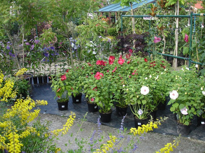 Zahradnictví SAFRO Milan Havlis foto 4