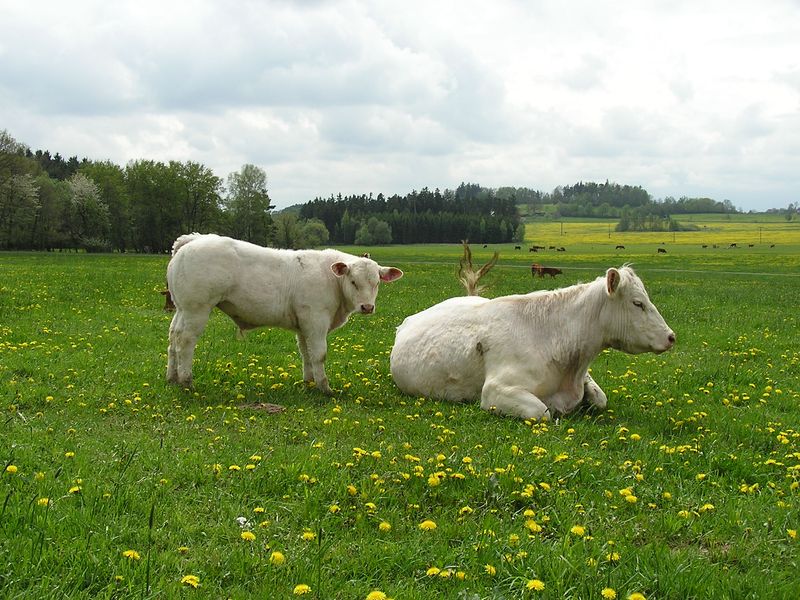 Farma Kozák s.r.o. foto 2