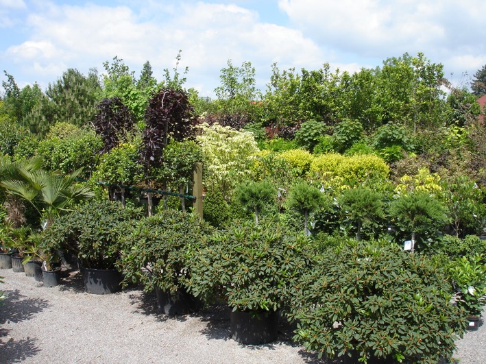 Zahradnictví SAFRO Milan Havlis foto 3