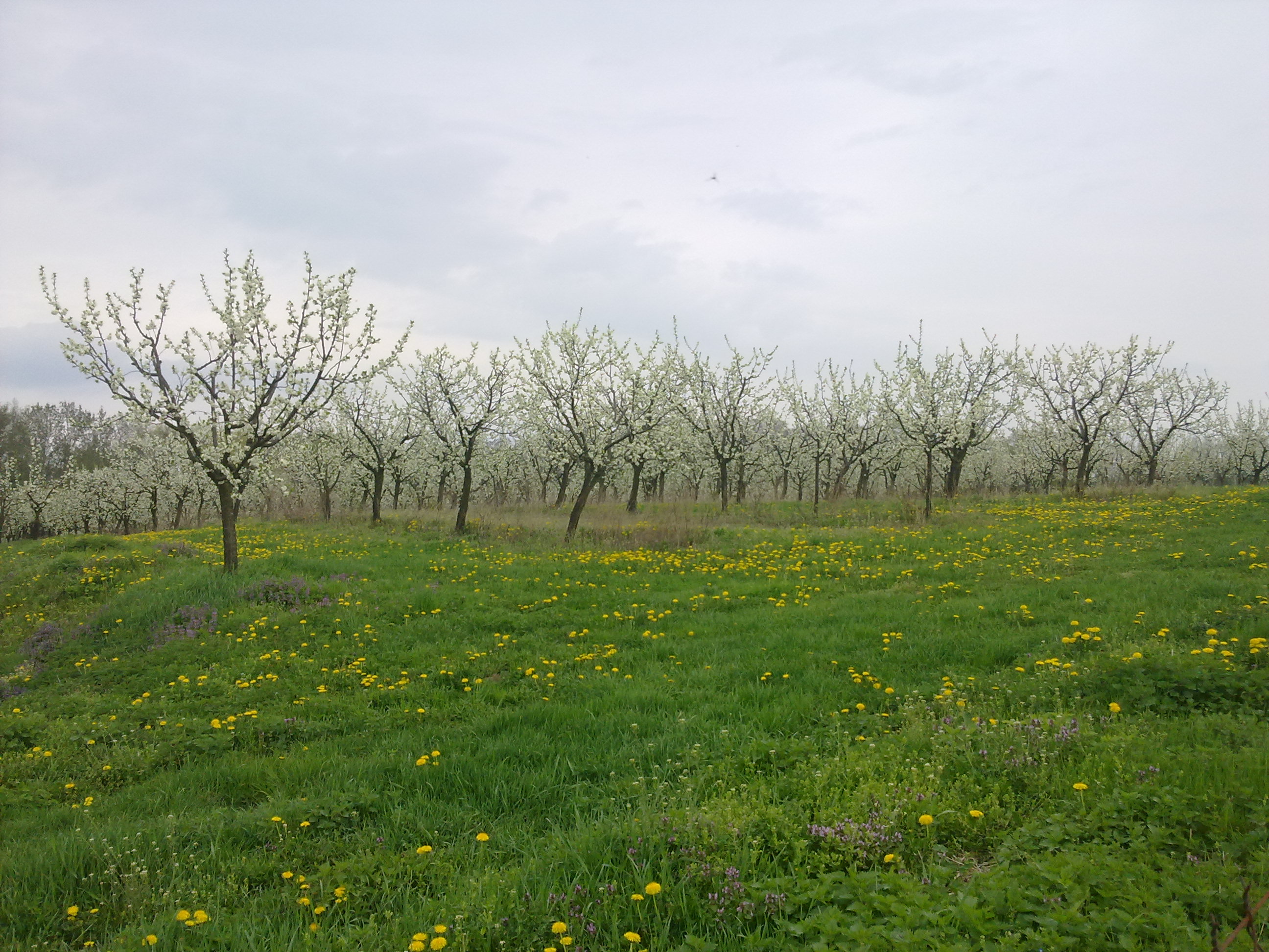 HELOT, spol. s r.o. - Ovocné sady foto 4