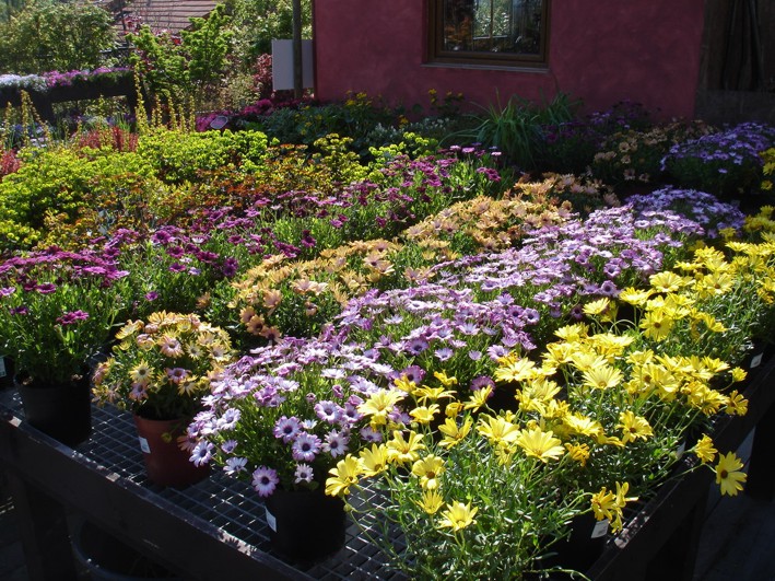 Zahradnictví SAFRO Milan Havlis foto 2