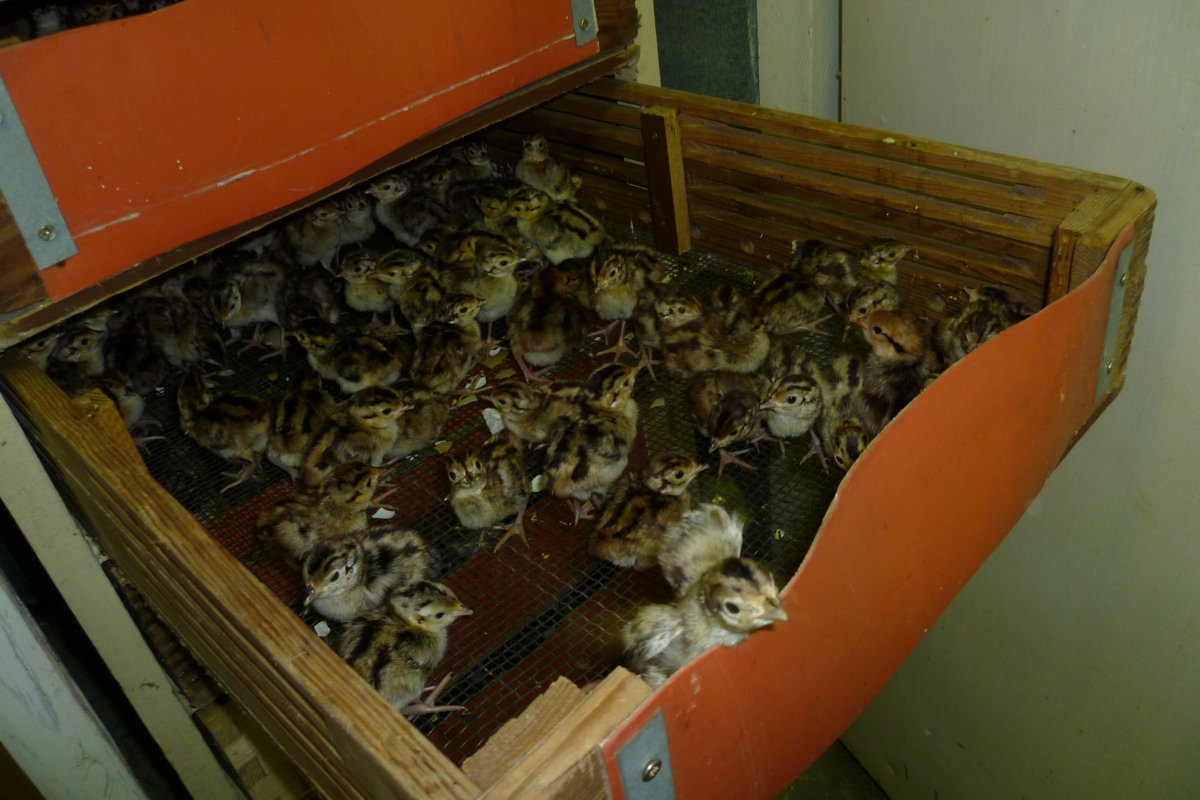 PROLOV s.r.o. - Bažantnice Pohoří foto 3