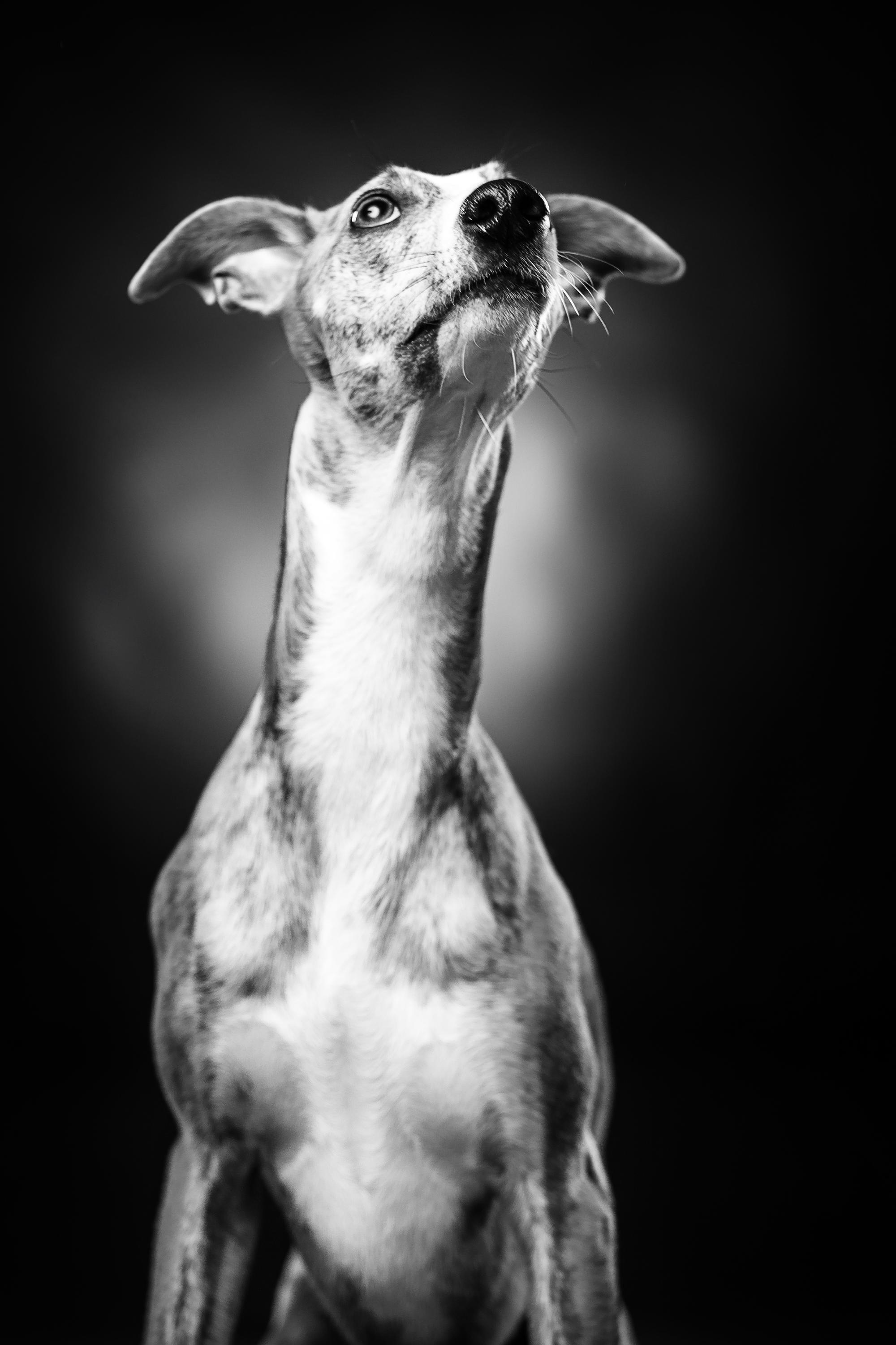 DOG SALON foto 3