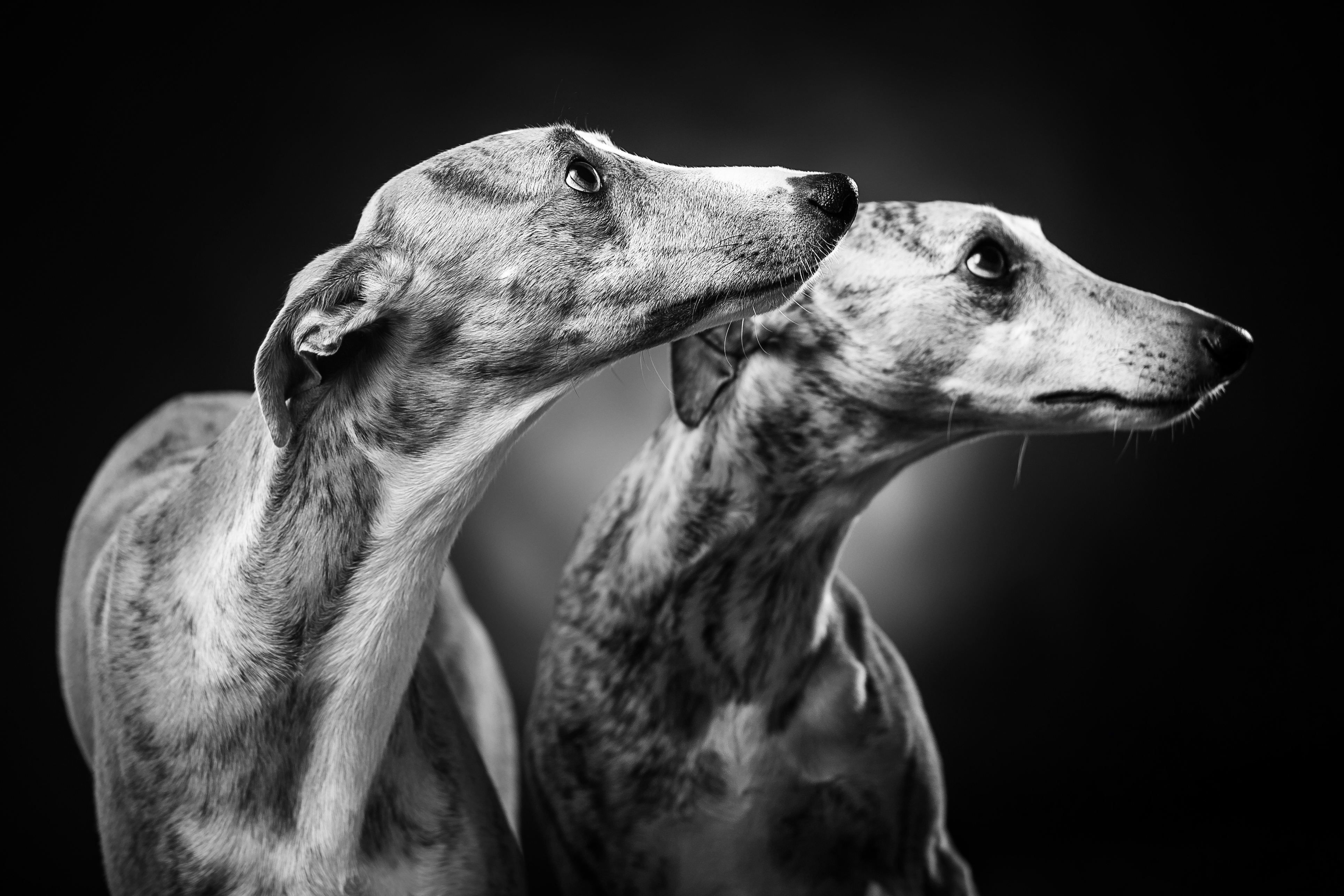 DOG SALON foto 1