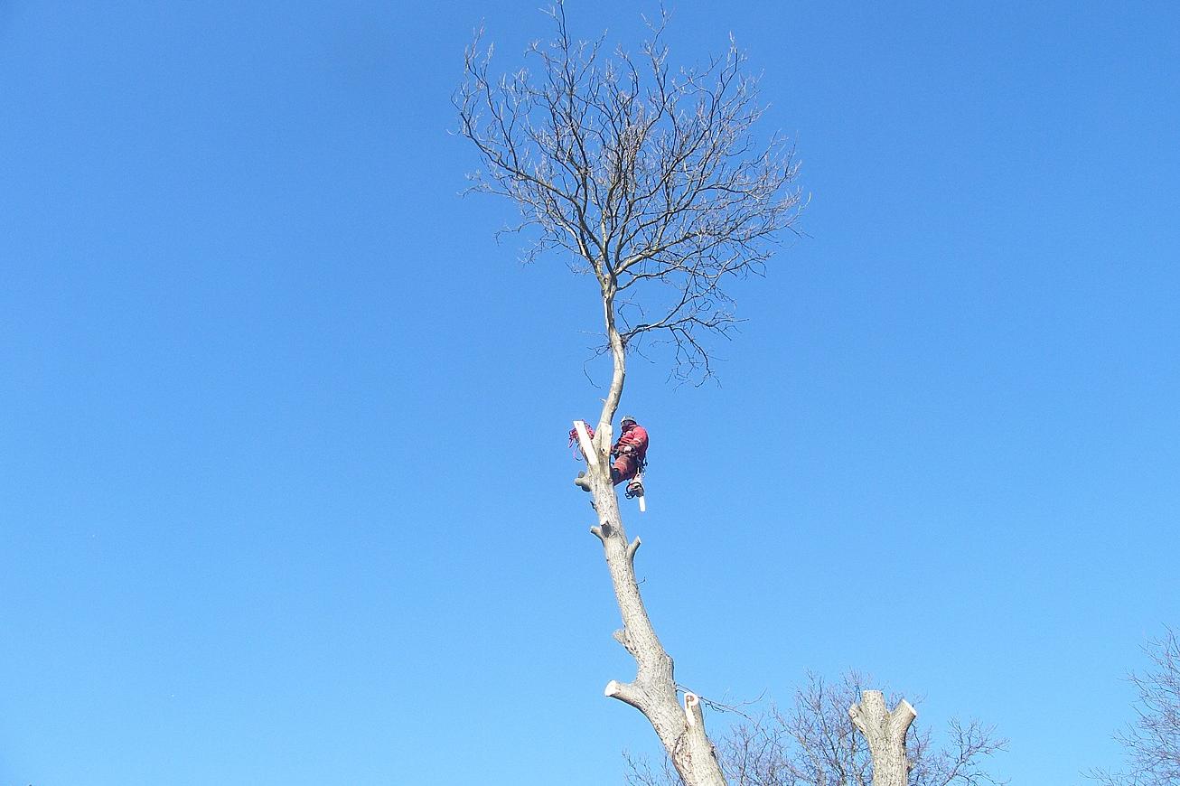 Kácení stromů - Bobr Hlodavec