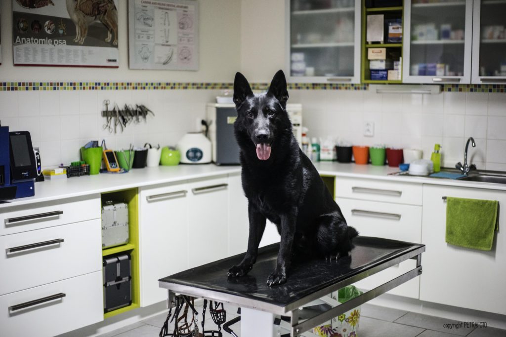 MVDr. Tereza Lázničková (Sophová), TerVet.cz foto 2