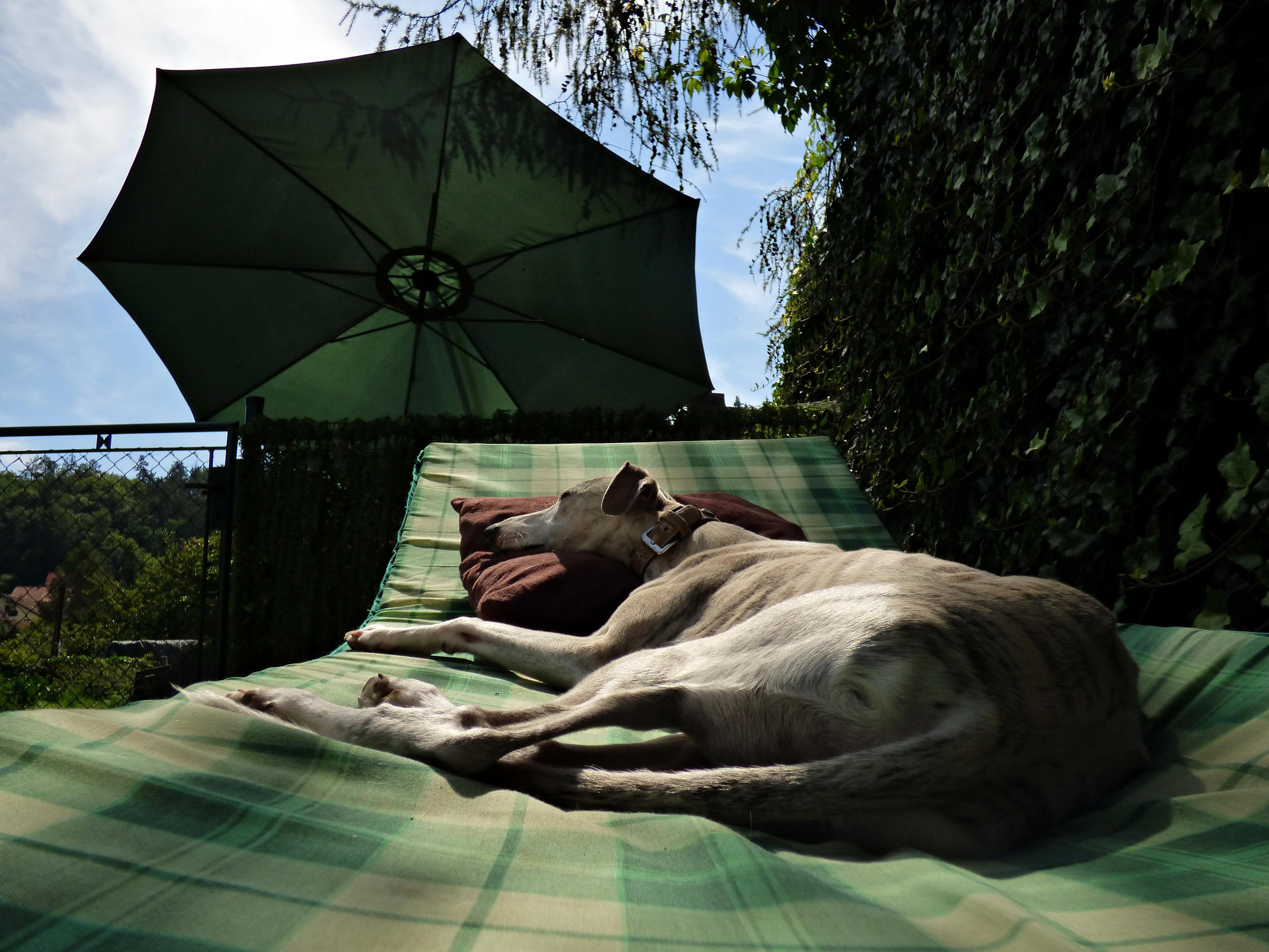 DOG'S SERVICE® foto 2