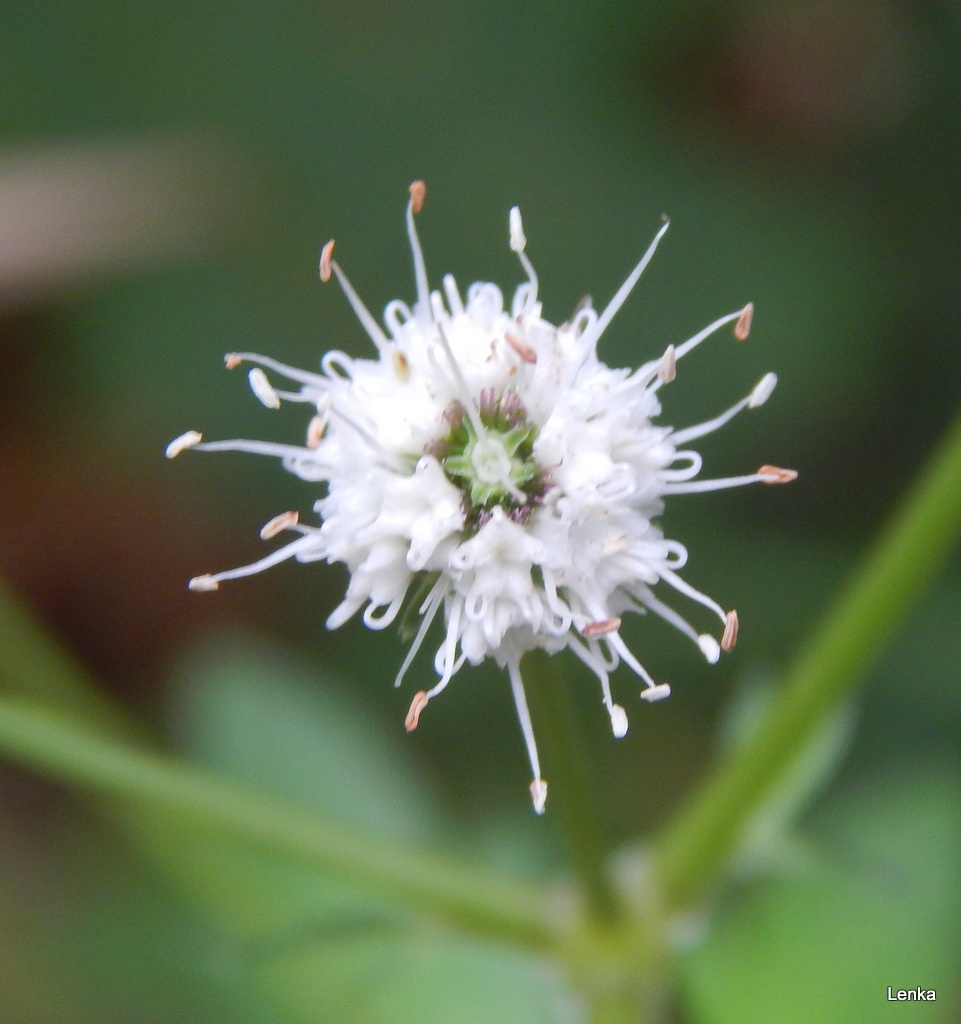 Lyžařská bouda - Hana Doskočilová foto 6