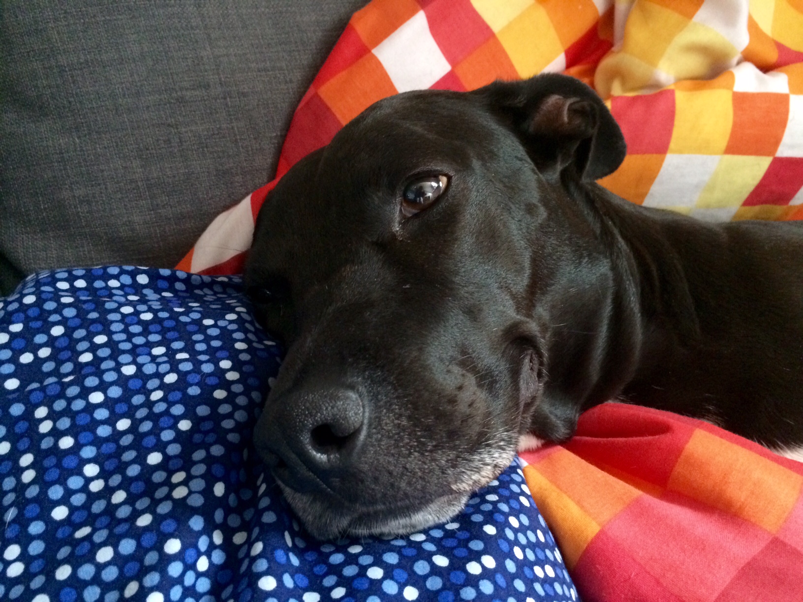 Doglovers foto 3
