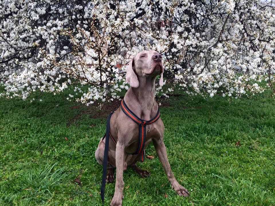 Doglovers foto 6