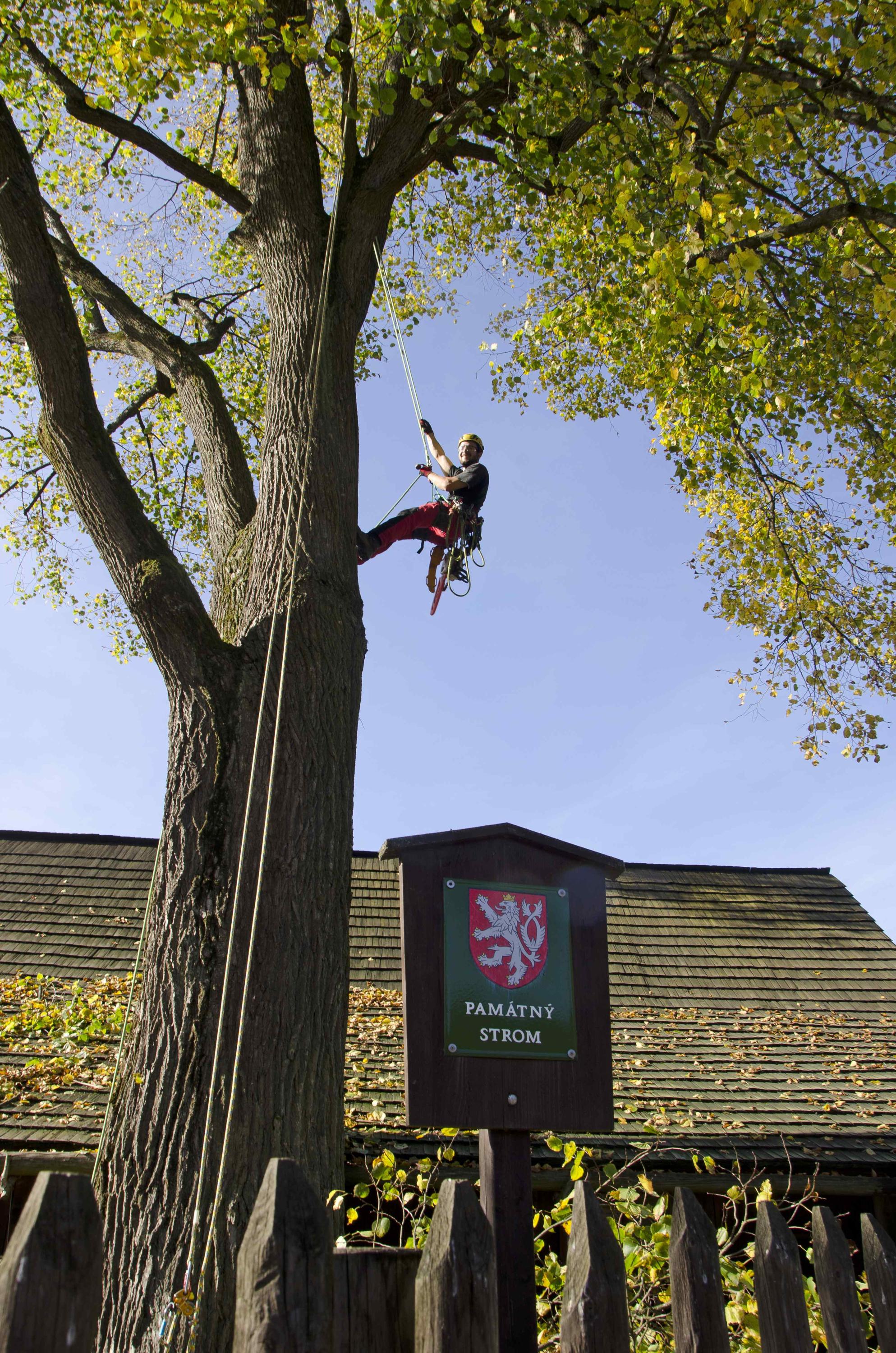 Arboristé Morava foto 4