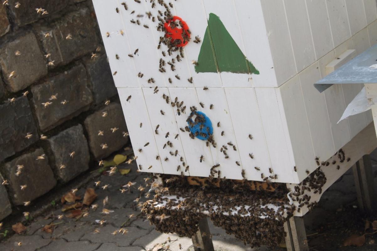 Richard Waldsberger - Včelařský Koloniál