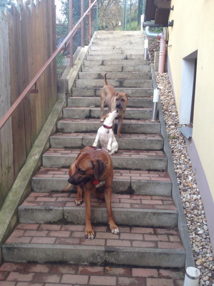 Miroslav Valentin - Hotel pro psy foto 3