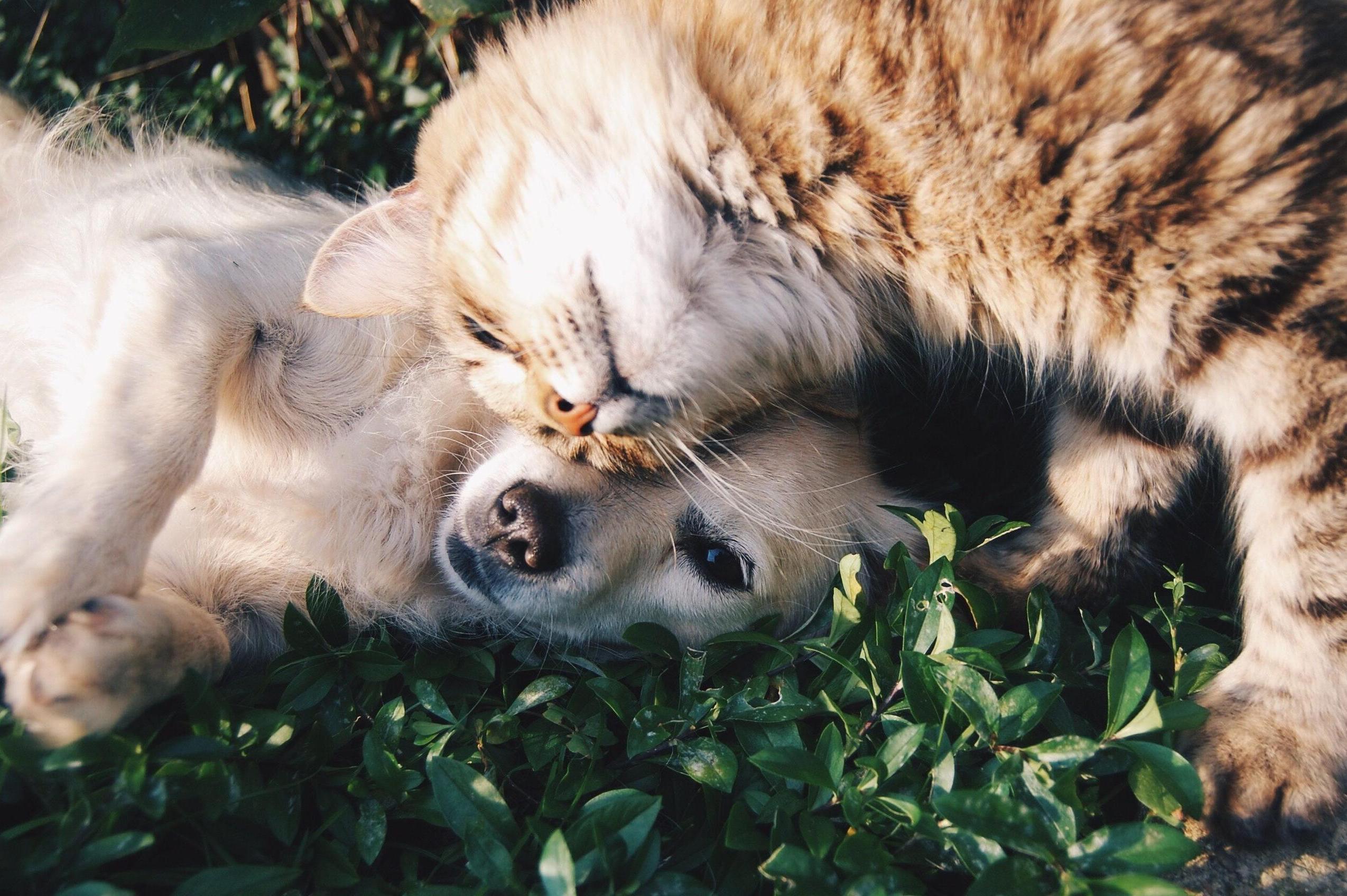 Veterinární ordinace Care4Pet s.r.o.