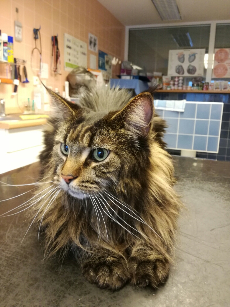 Veterinární ordinace MVDr. David Horák foto 3