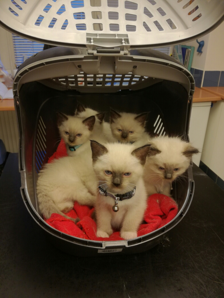 Veterinární ordinace MVDr. David Horák foto 4