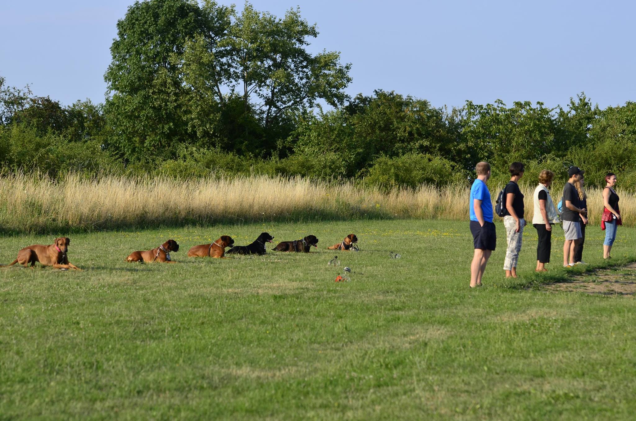 City Dog foto 4