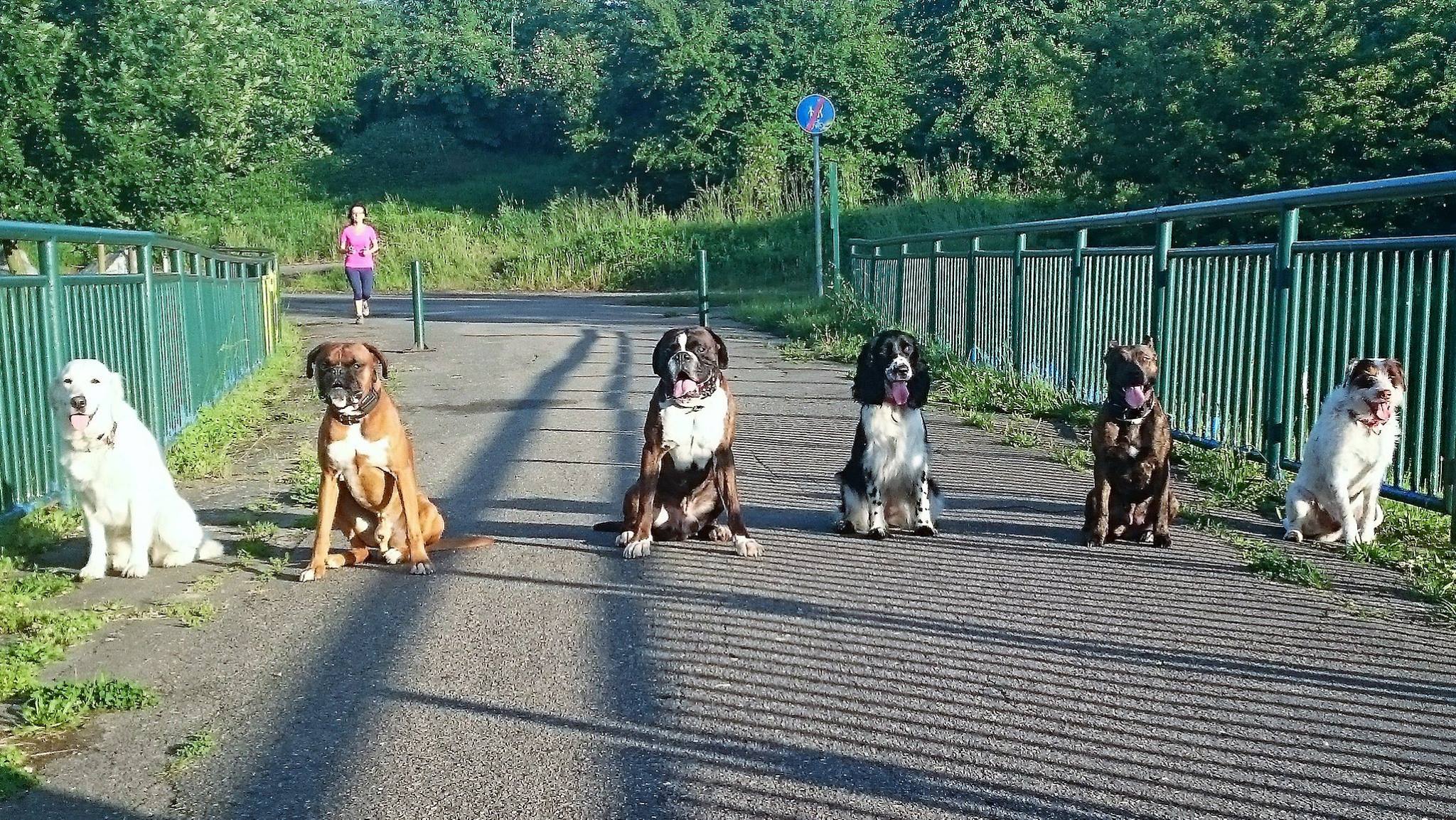 City Dog foto 2
