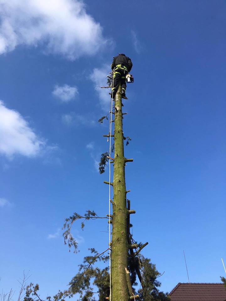 Rizikové kácení stromů - Jiří Panovec foto 2