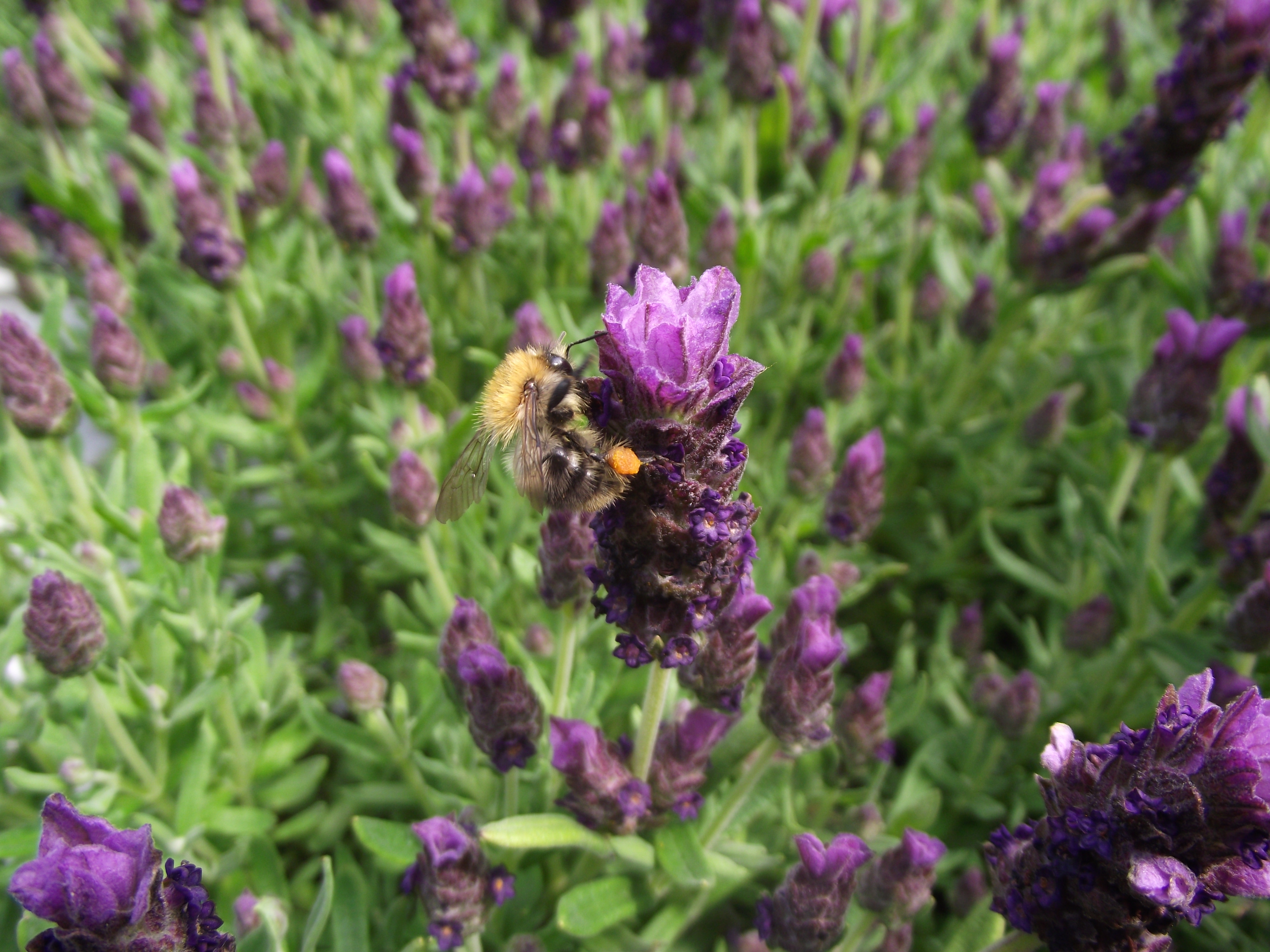 Zahradnictví Adelovi foto 5