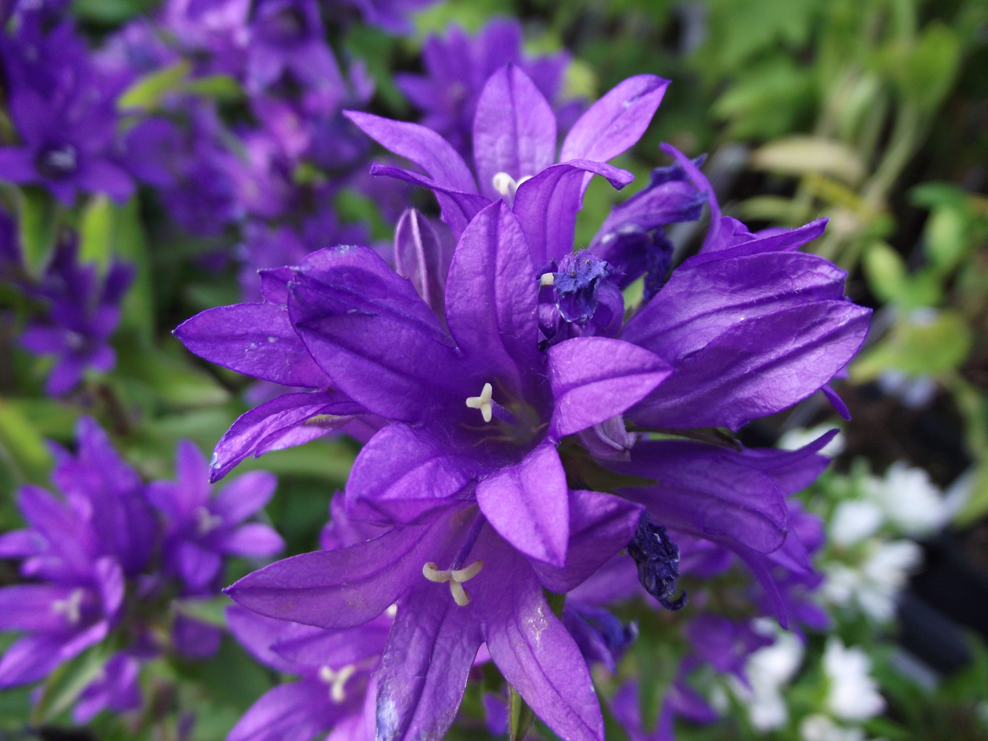 Zahradnictví Adelovi foto 6