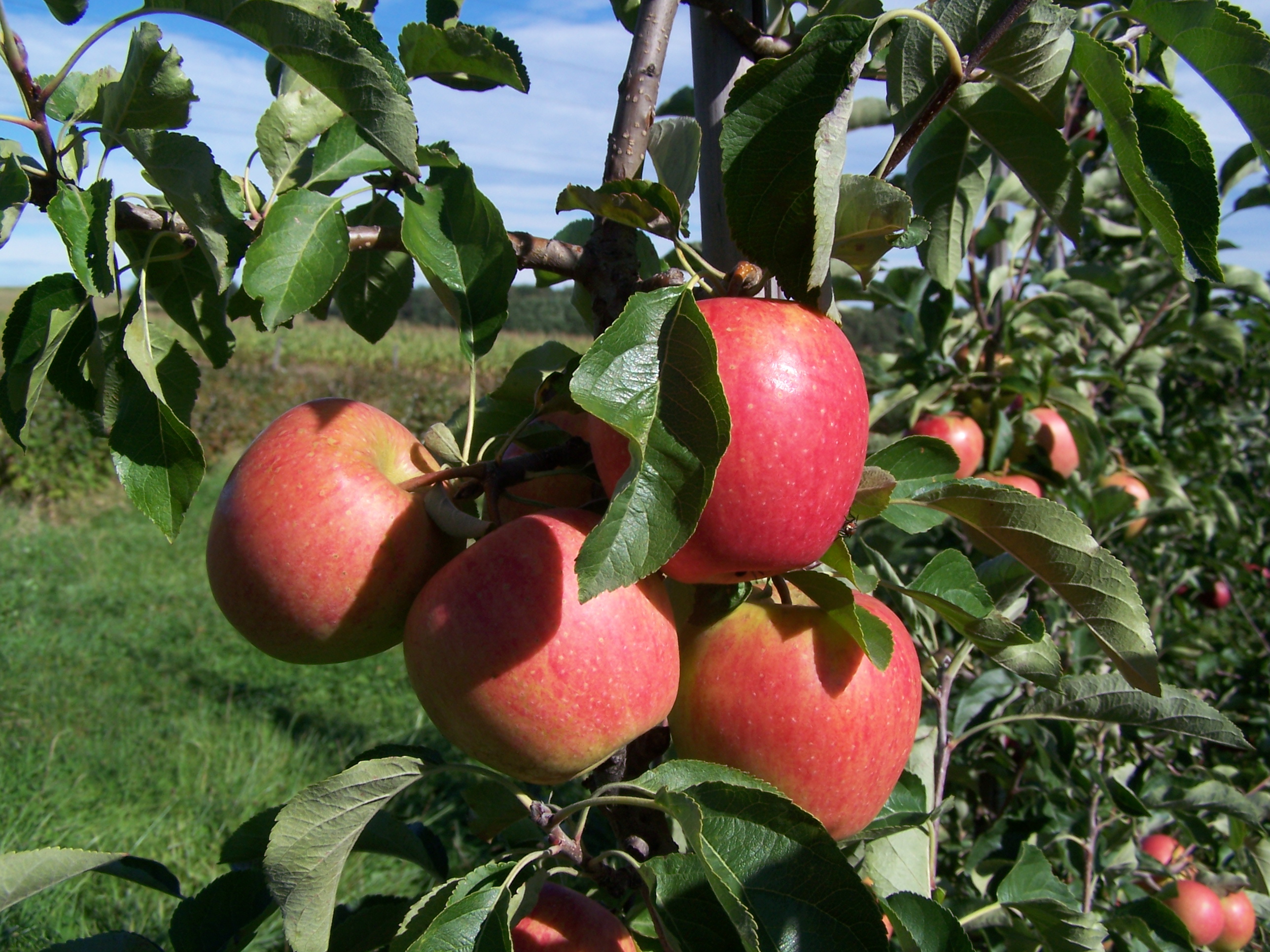 Farma LIČKA foto 3
