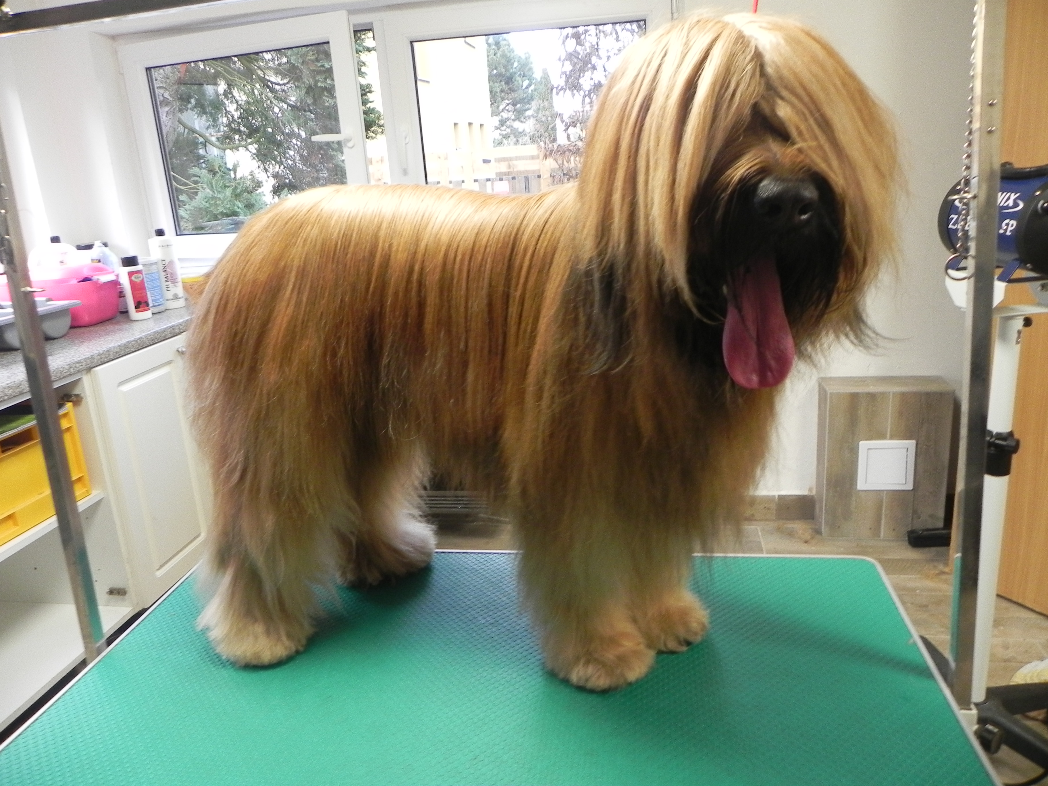 psí salon Sixi foto 4