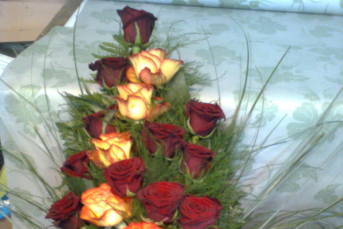 Anna Květiny - Aura Navitas, s.r.o.