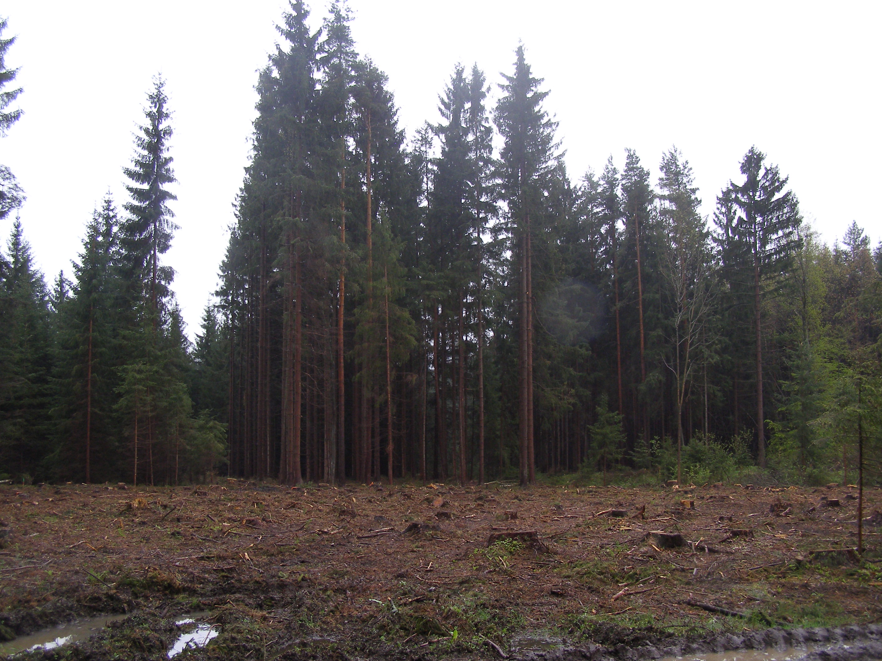 Zelený les, s.r.o. foto 2