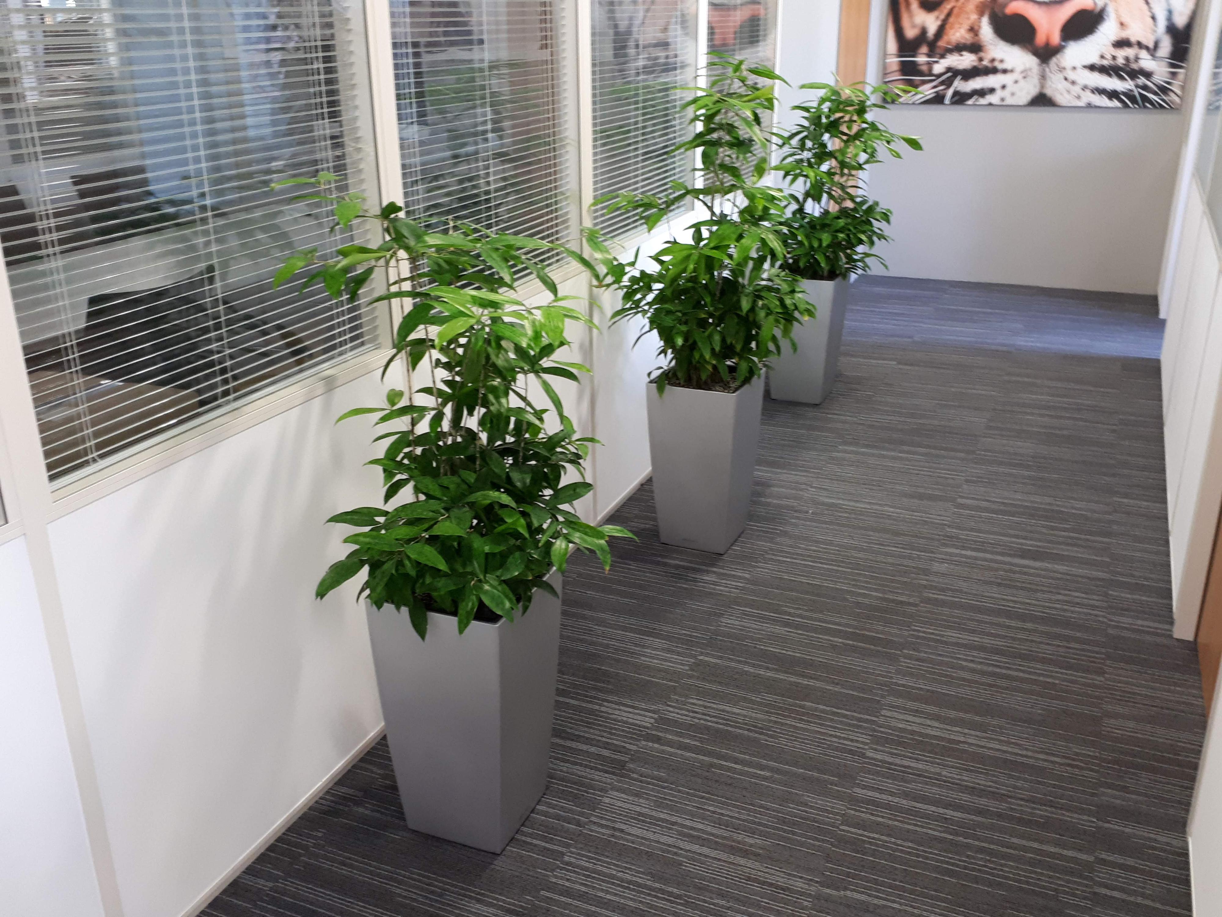 Lande - rostliny do kanceláří foto 3