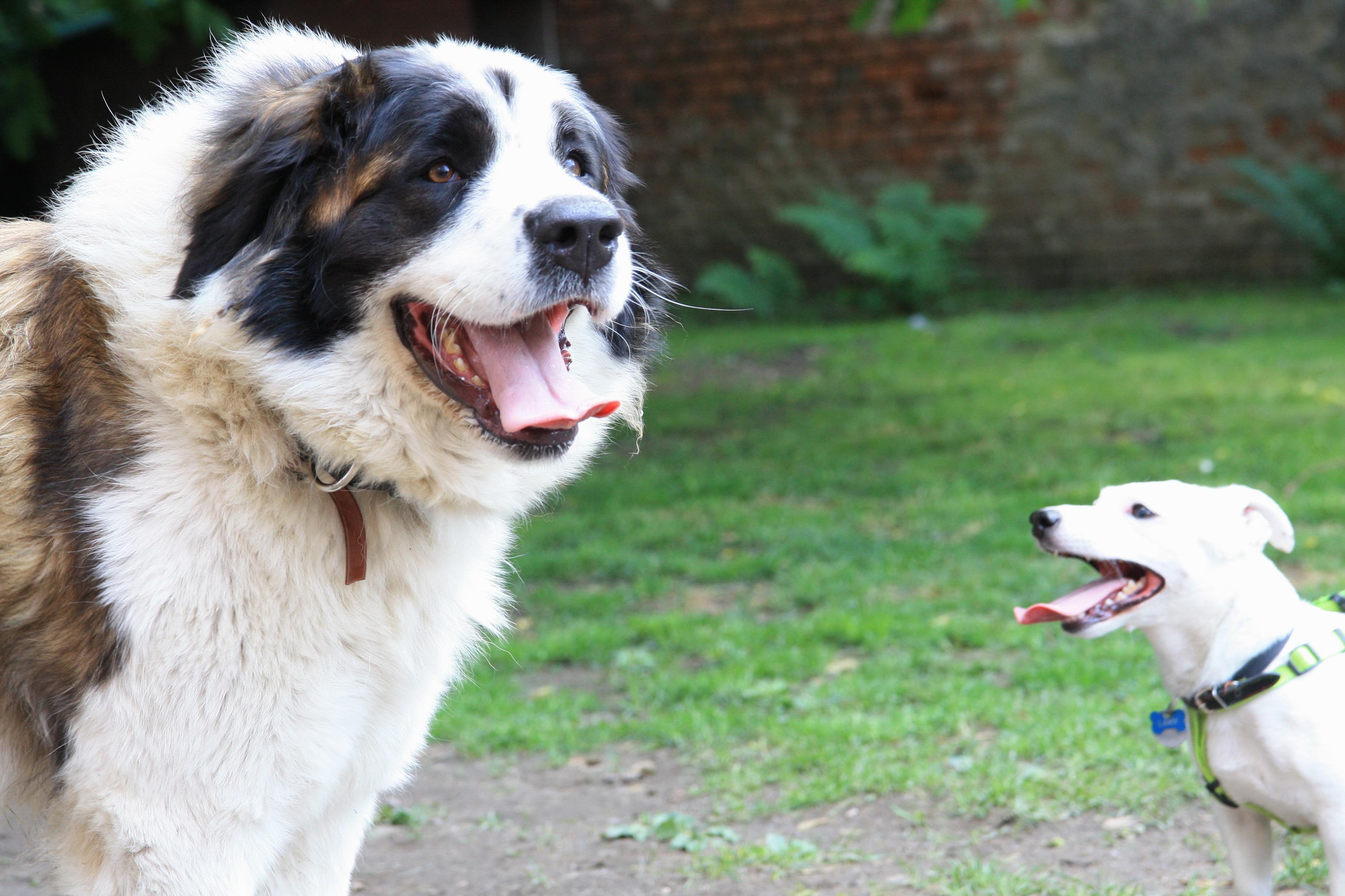 Psí školka Pod Ořechem