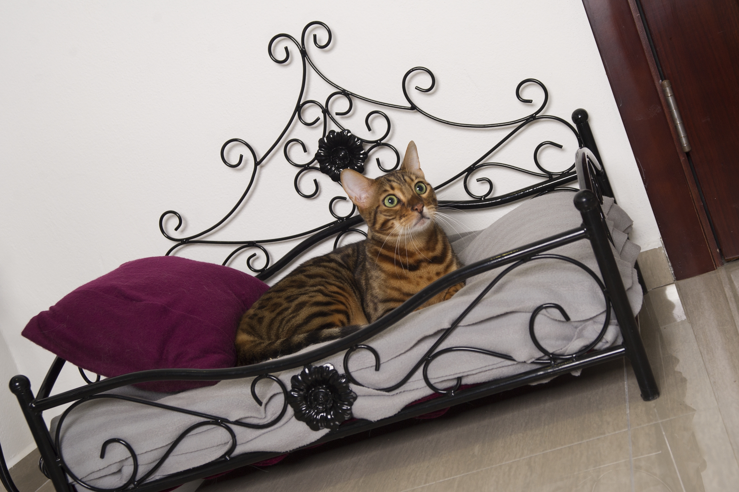 VIP Pets foto 6