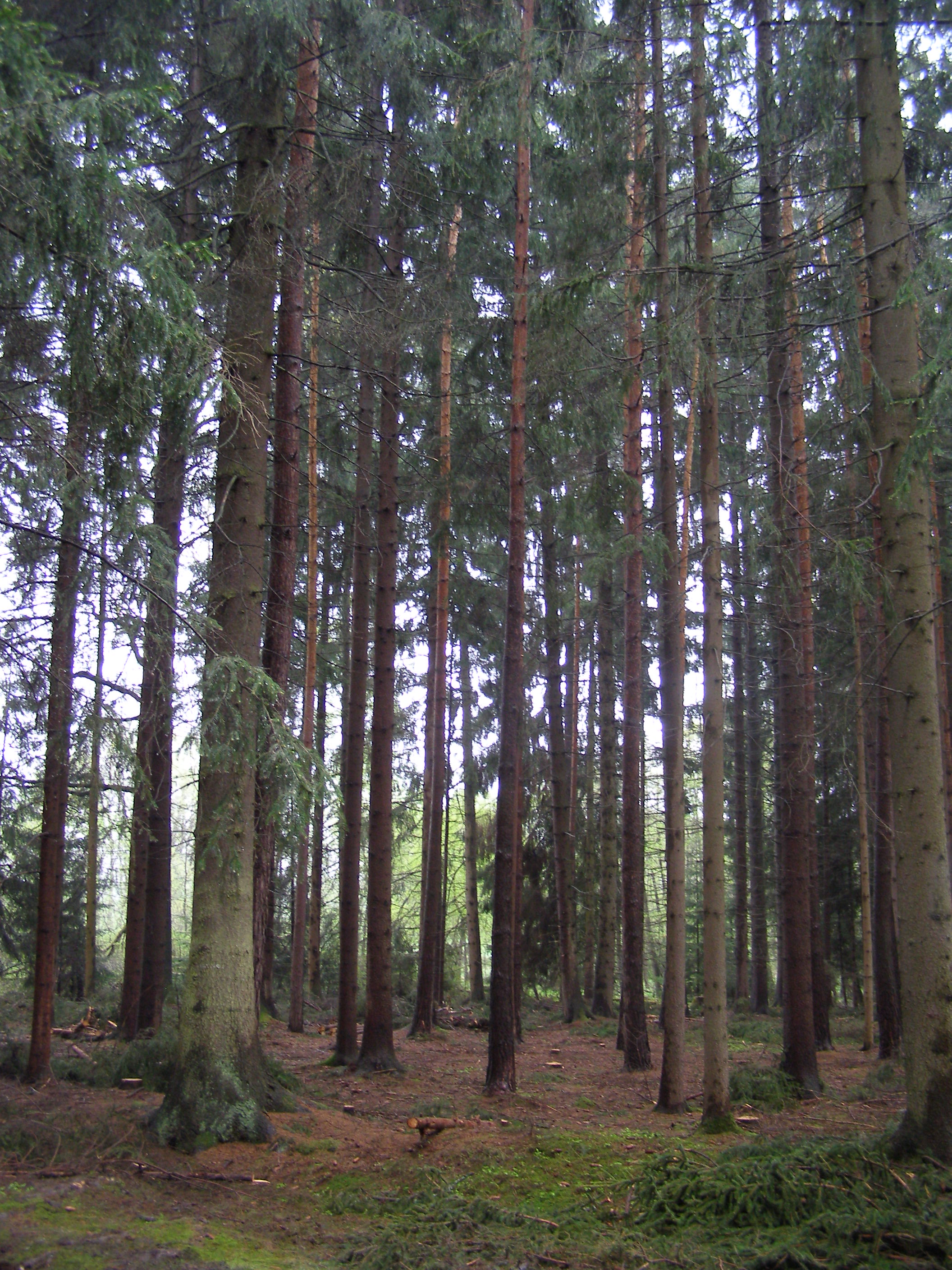 Zelený les, s.r.o. foto 4