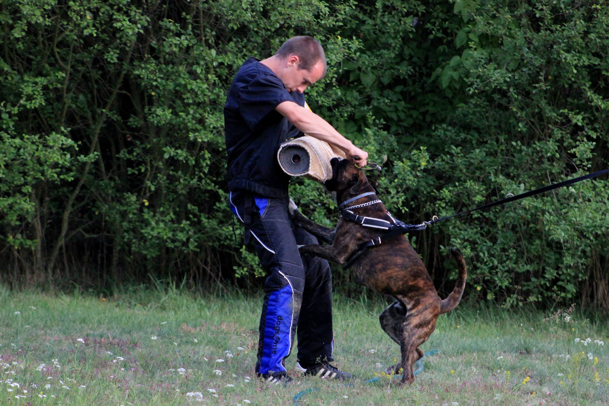 City Dog foto 3