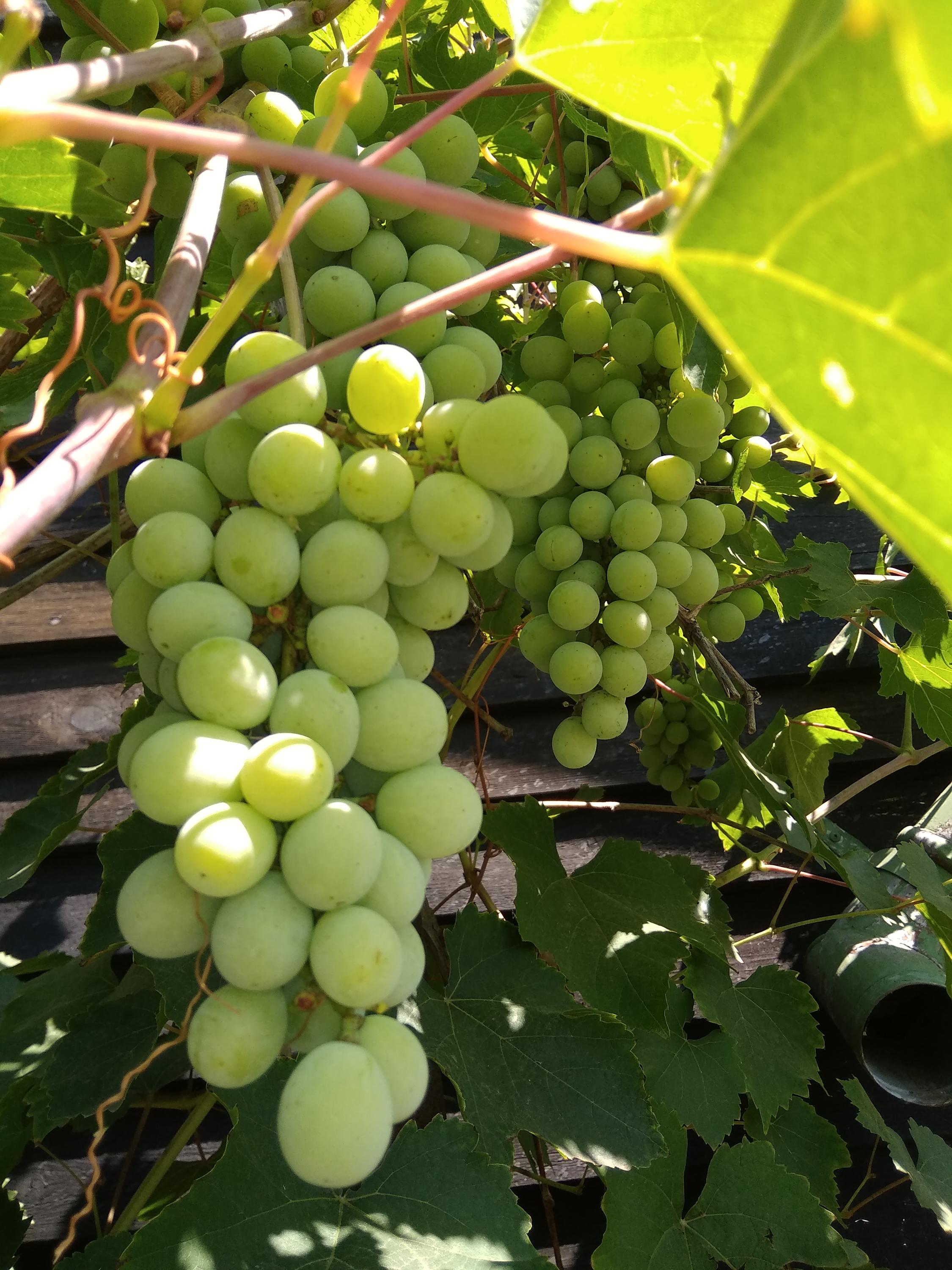 Na Zavážkách, Český zahrádkářský svaz foto 2