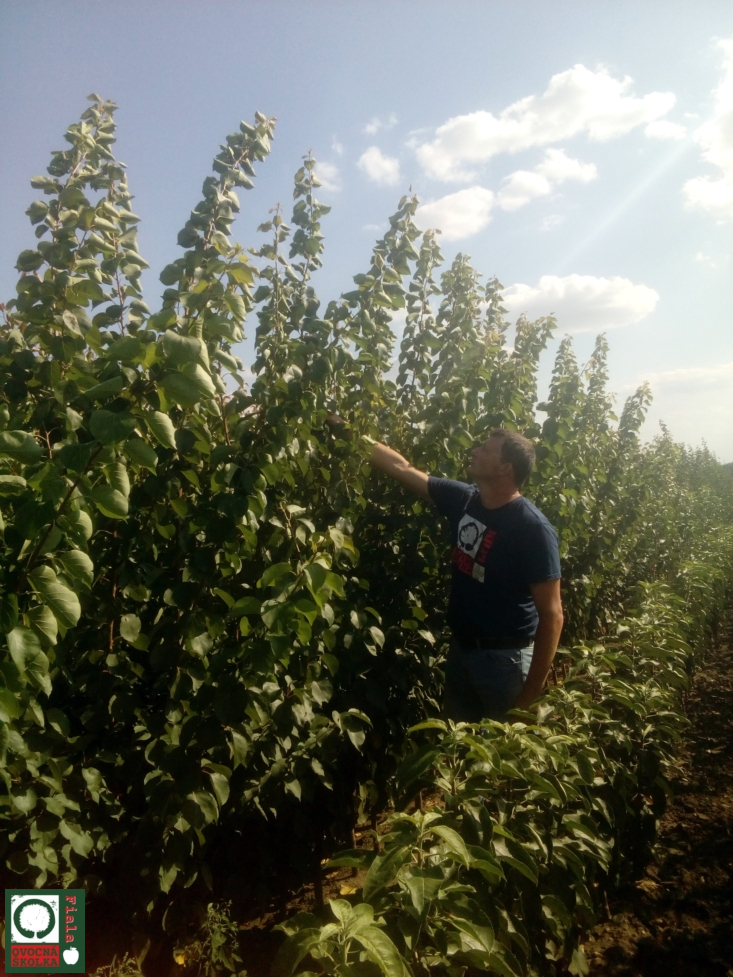 OVOCNÁ ŠKOLKA Fiala foto 3