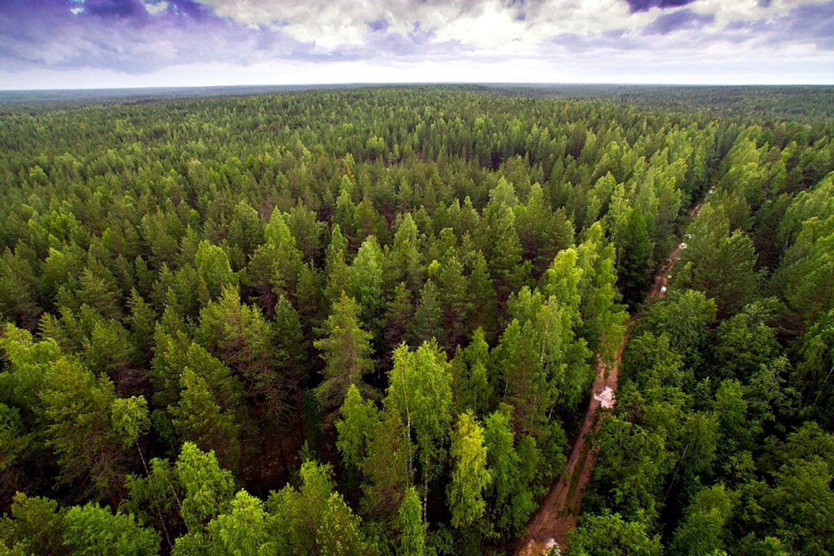 Eco Forest Sibir s.r.o. foto 1