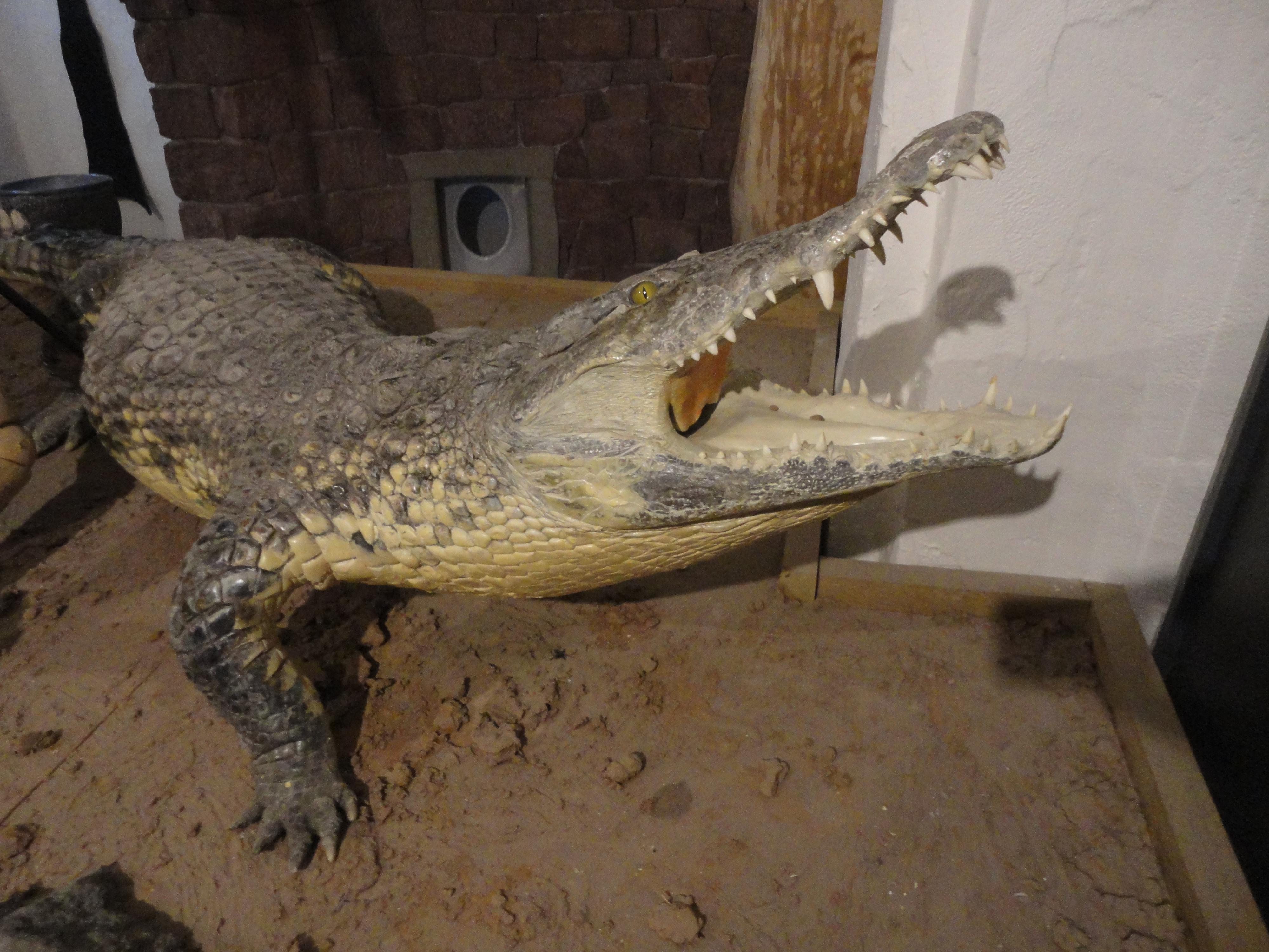 GALERIE DRAKA TRUTNOV foto 2