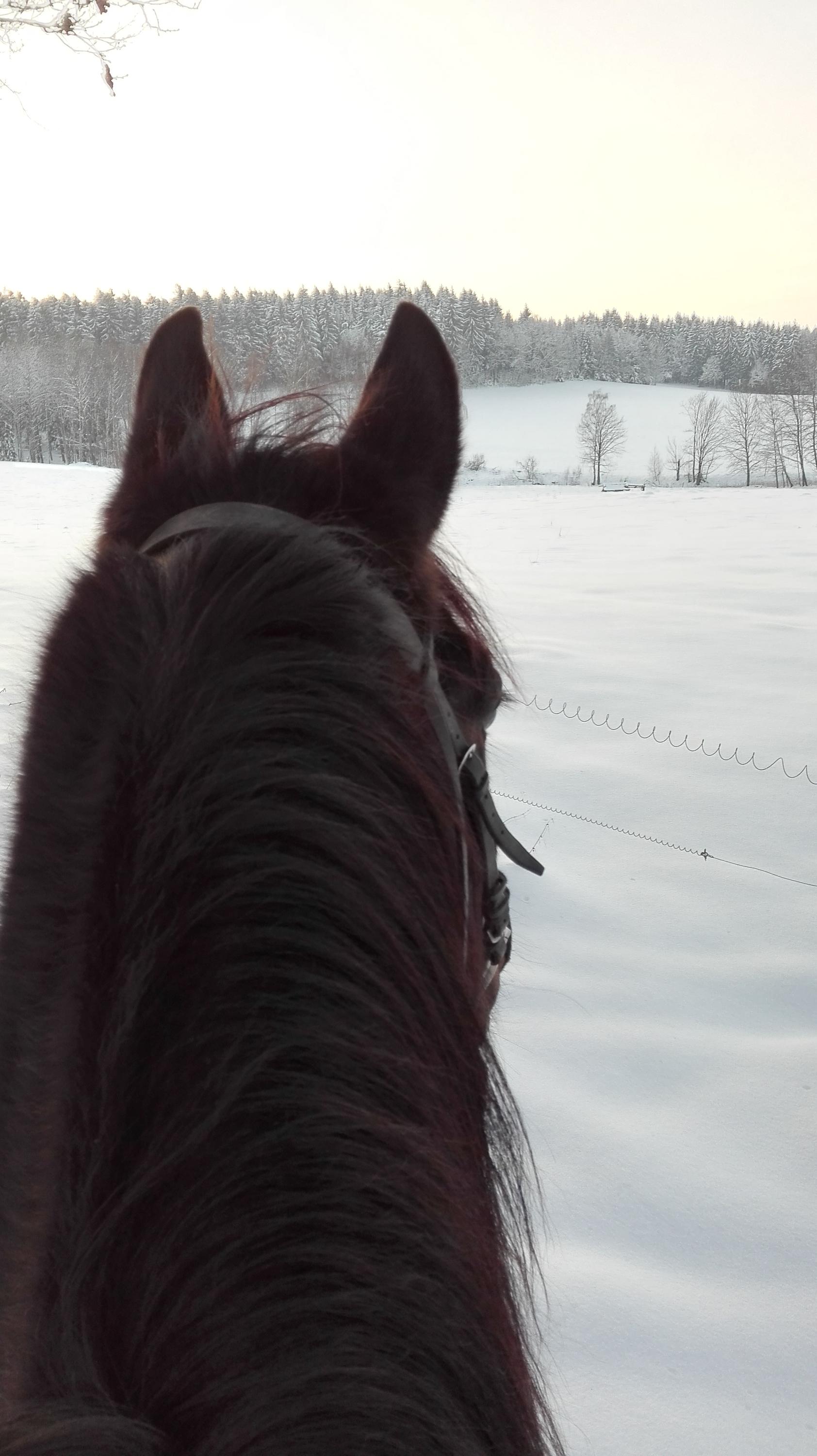 Jízdy na koni Mikulášovice foto 4
