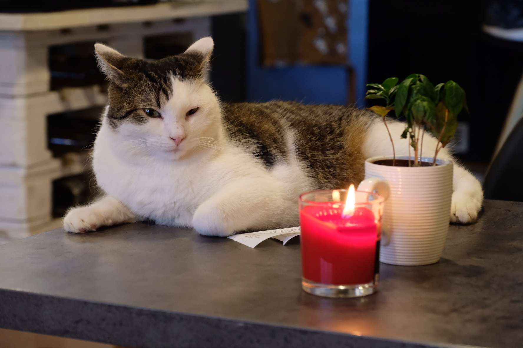 Kočičí kavárna foto 4