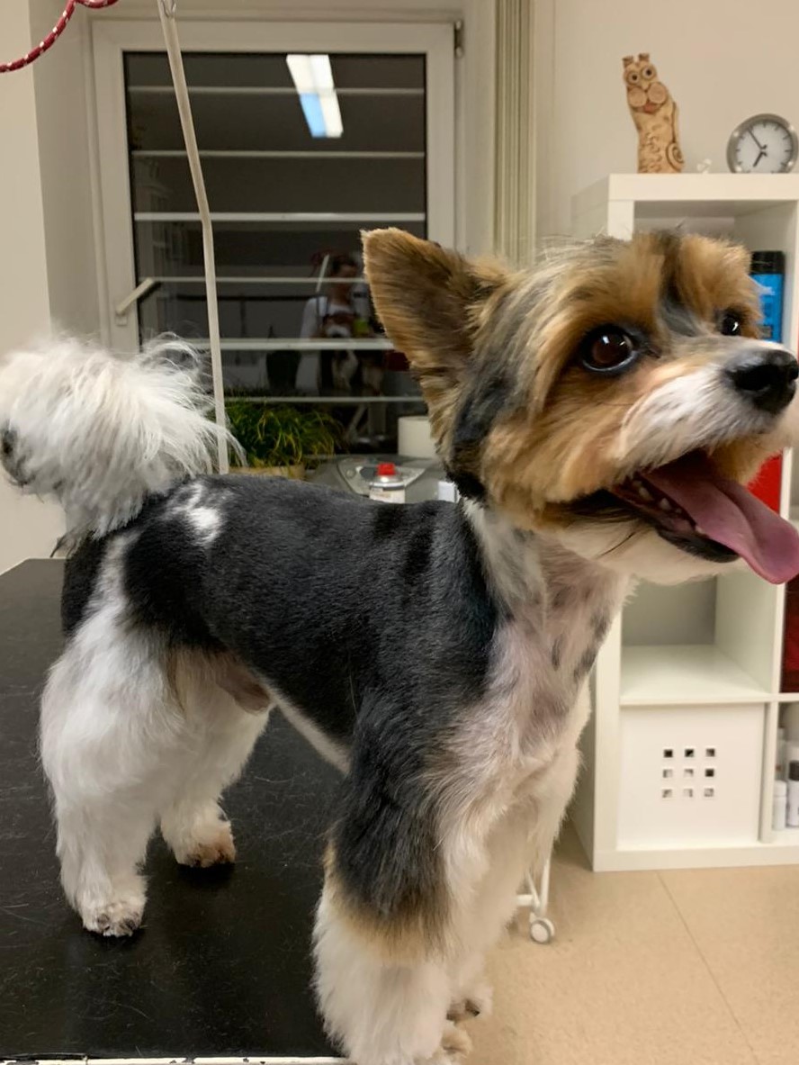 FAJNý salon pro psy foto 2