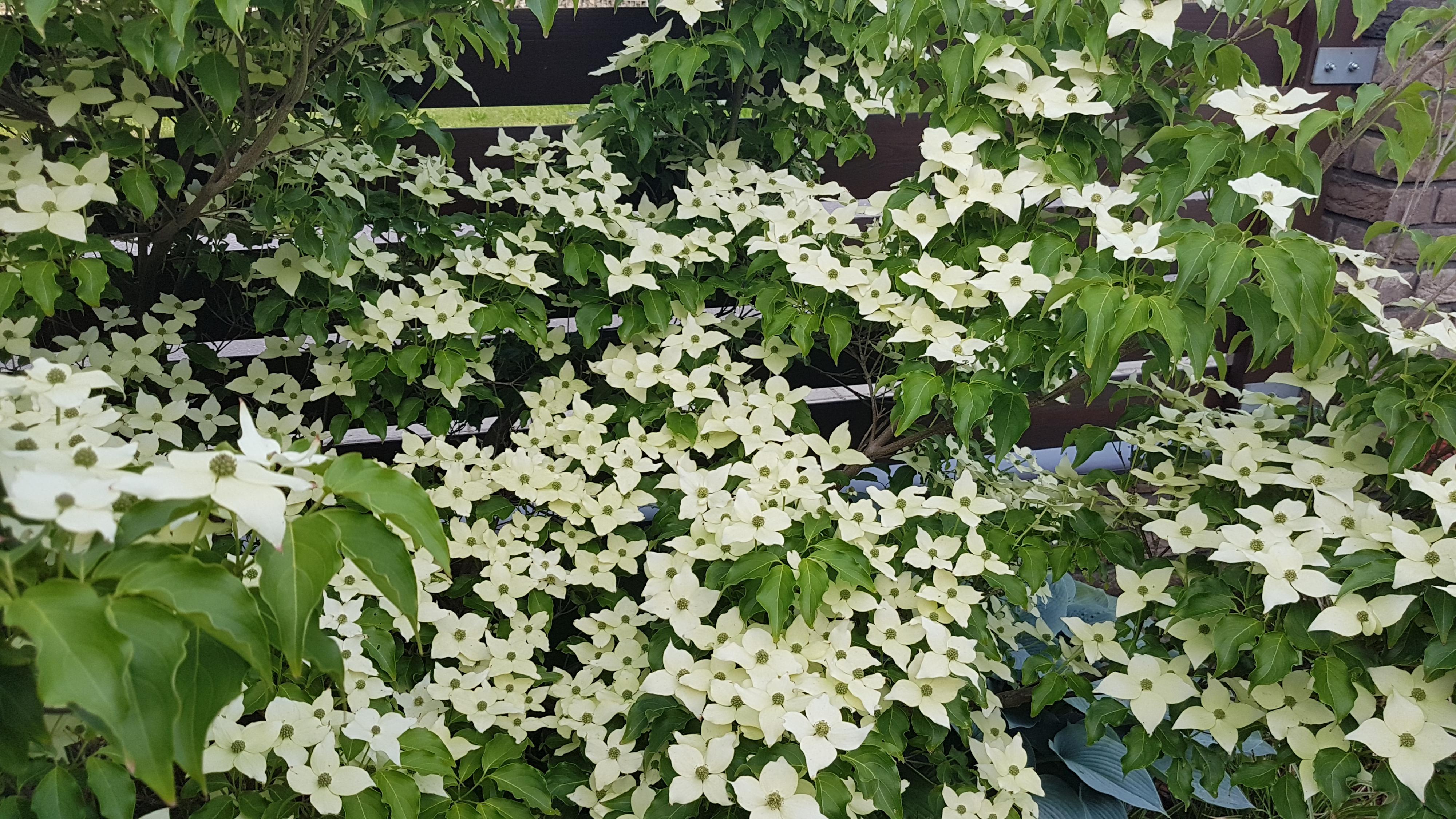 TRIFLORA pro, s.r.o. foto 3