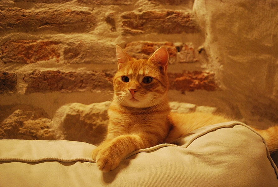 Kavárna Kočičí foto 3